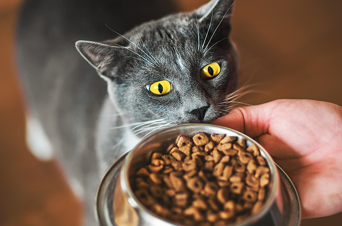 7 Tips Memilih Makanan untuk Kucing yang Tepat